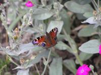 P8150084.JPG - 2005:08:15 13:59:03