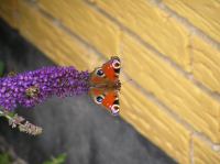 P8150086.JPG - 2005:08:15 13:59:14