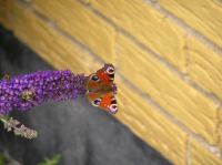 P8150087.JPG - 2005:08:15 13:59:14