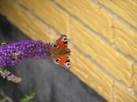 P8150088.JPG - 2005:08:15 13:59:15