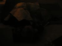 PA260037.JPG - 2005:10:26 21:06:31