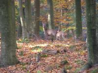 PA290048.JPG - 2005:10:29 10:58:50