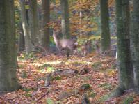 PA290049.JPG - 2005:10:29 10:58:51