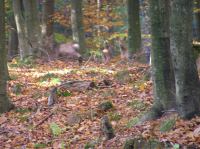 PA290050.JPG - 2005:10:29 10:58:51