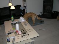 PB160068.JPG - 2005:11:16 21:02:36