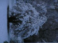 PB290121.JPG - 2005:11:29 08:40:43