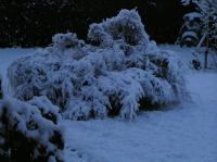 PB290123.JPG - 2005:11:29 08:41:04