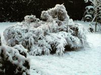 PB290123_2.jpg - 2005:11:29 08:41:04