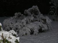 PB290124.JPG - 2005:11:29 08:41:12