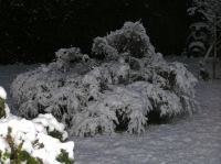 PB290124_2.jpg - 2005:11:29 08:41:12