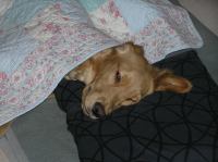 PC100132.JPG - 2005:12:10 18:10:43