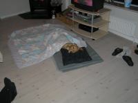 PC100141.JPG - 2005:12:10 18:12:00