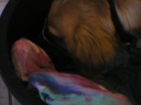 PC180157.JPG - 2005:12:18 10:18:36