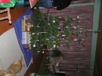 PC240203.JPG - 2005:12:24 20:43:12