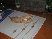 PC240207.JPG - 2005:12:24 20:43:50