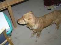 PC250235.JPG - 2005:12:25 10:07:20