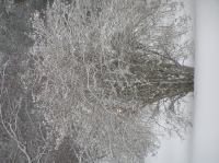 PC290248.JPG - 2005:12:29 13:15:00