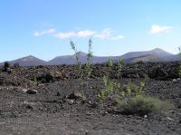 P2020126.JPG - 2006:02:02 14:50:10