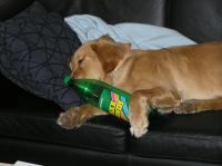 P4210002.JPG - 2006:04:21 19:52:55