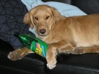 P4210003.JPG - 2006:04:21 19:53:26