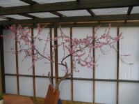 P5060028.JPG - 2006:05:06 17:24:47