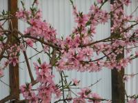 P5060045.JPG - 2006:05:06 17:28:14