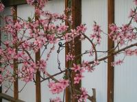 P5060047.JPG - 2006:05:06 17:28:34