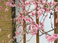 P5060048.JPG - 2006:05:06 17:28:46