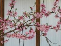 P5060050.JPG - 2006:05:06 17:28:53