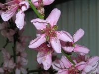 P5060052.JPG - 2006:05:06 17:29:32