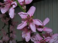 P5060053.JPG - 2006:05:06 17:29:38