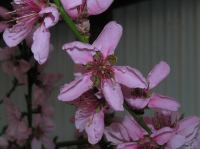 P5060054.JPG - 2006:05:06 17:29:41