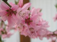 P5060055.JPG - 2006:05:06 17:29:48