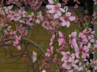 P5060056.JPG - 2006:05:06 17:29:56