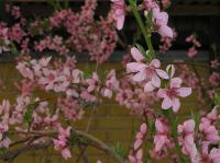 P5060057.JPG - 2006:05:06 17:30:02