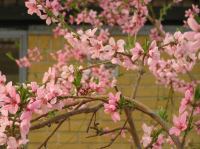 P5060058.JPG - 2006:05:06 17:30:07