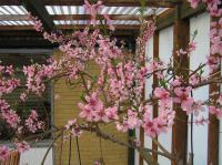 P5060059.JPG - 2006:05:06 17:30:12