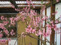 P5060061.JPG - 2006:05:06 17:30:24