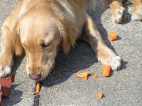 P5130069.JPG - 2006:05:13 10:51:11