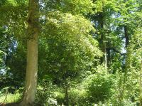 P7040057.JPG - 2006:07:04 14:09:48