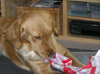 PC240170.JPG - 2006:12:24 13:41:30