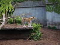 P6131506.JPG - 2008:06:13 12:36:33