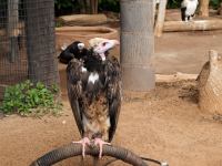 P1234720.jpg - 2009:01:23 13:50:43