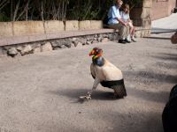 P1234789.jpg - 2009:01:23 14:14:13