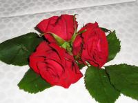 24.JPG - 2004:03:03 18:45:13