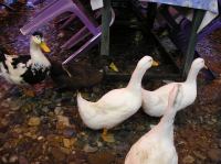 P1010060.JPG - 0000:00:00 00:00:00